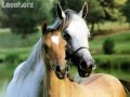 CHEVAL LOVE