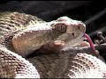 Rattlesnake (Mojave) in the Wild Rattlesnake (Mojave) in the Wild