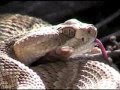 Rattlesnake (Mojave) in the Wild