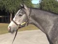 Dehere Colt