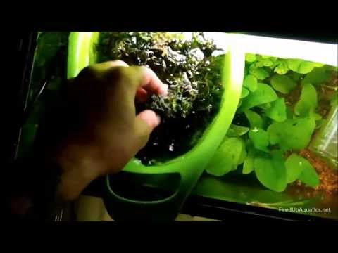 how to grow aquatic moss