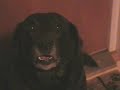 Bamse the dog