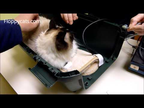 how to assess kidney function