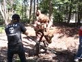 La Guerre Des Arbre