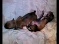 bbs de mimi y morris