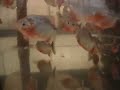 Super red Piranhas Alenquer Feeding Super red Piranhas Alenquer Feeding