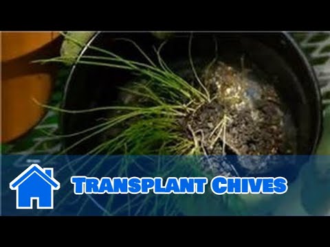 how to transplant chives