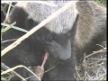 Honey badger hunts