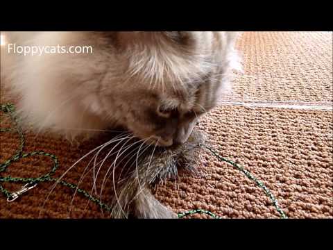 Neko Flies Cat Toys Review Foxifur Kittenator and Kattipede 0 Neko Flies Cat Toys Review Foxifur Kittenator and Kattipede