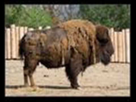 Youtube Video 3SJsXlflrMg