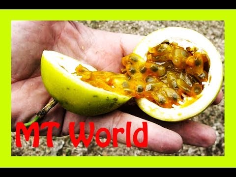 how to tell if purple passion fruit is ripe