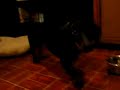doxie nathan loves gass