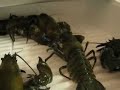 Crayfish