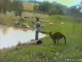 kangaroo kicks kid into river