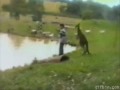 Kangaroo kicks kid into pond