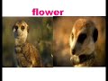 tribute to flower ( my heart will go on)