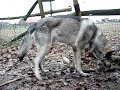Saarloos Wolfhund Che Tala barft Teil2