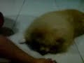 ngerjain si lessi malam2 part 2