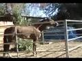 Quadrillian Roping Around-Loves to PLAY!! APHA Stallion in California