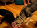 Oz and Jasper playing