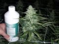 small plants, big buds