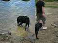 labrador nero labrador nero