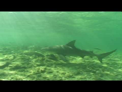 bull shark