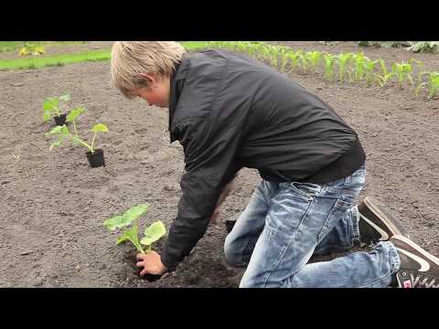 how to grow rouge vif d'etampes