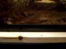 Jumping Salamander Larvae 3 Jumping Salamander Larvae 3