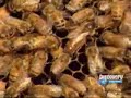 MIEL de abeja casalamiel peru  100 %