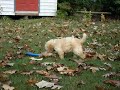 Roxie the Goldendoodle -Running in the yard