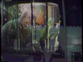 Bohemia Afterdark - Show #10 Phoenix, Arizona 1986