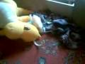 My-Guineea-Pigs-Cleo