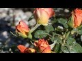 The magic of depth of field (Βάθος πεδίου)