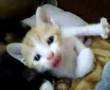 茶トラ白子猫　かわいいお手手