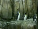 les pinguins du biodome