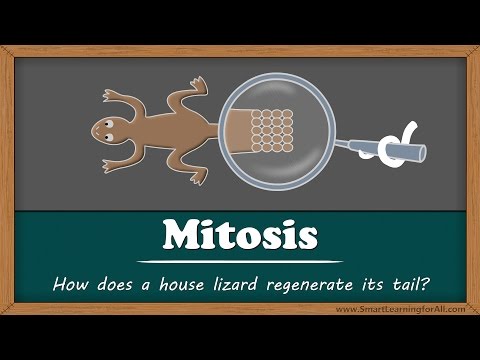 Mitosis - Why does a lizard's tail grow back? | #aumsum #kids #science #education #children - YouTube