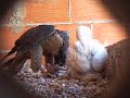 Ceba Halcon Peregrino Captive breeding Peregrine Falcon