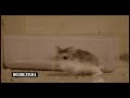 CAPSULE - the film\