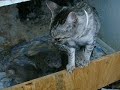 Moma Cat with her kittens Moma Cat with her kittens