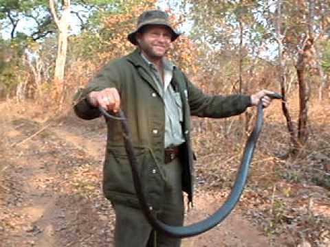Spitting Cobra