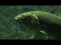 埼玉水族館 20091017 08