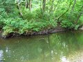 Beaver in Pond