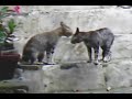 pusa scandal
