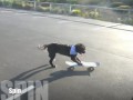 Skateboarding Puppy