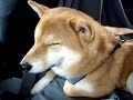 ドライブ中に、車のゆれで夢心地のはちべえです