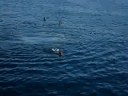 tuffo a porto Badisco