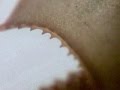 Triops cancriformis al microscopi 1