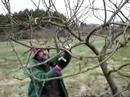 how to apple tree