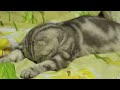 Extrem m�de Katze